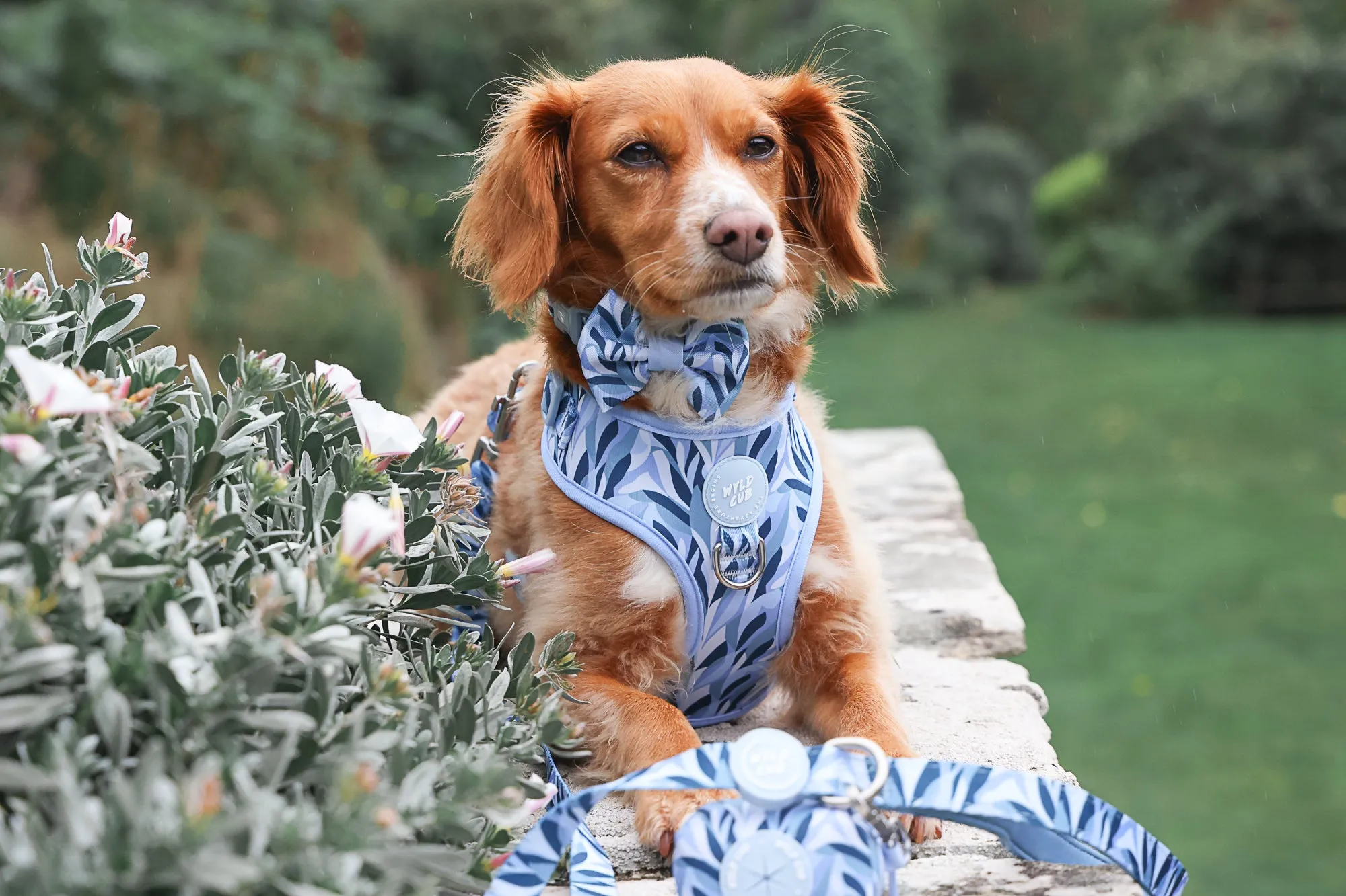 Dog Poop Bag Holder: Kew Celeste